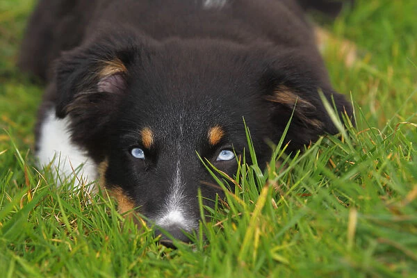 Black Australian Shepherds: 6 Facts About the Rare Breed - Pethubss