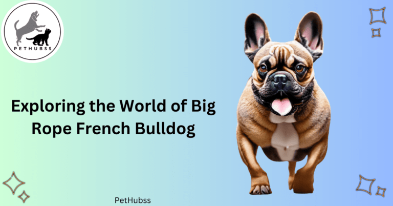 Exploring the World of Big Rope French Bulldog